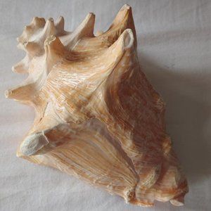 Novelty Decorative Shell *Buy 2 $5 ITEMS GET 1 $5 ITEM FREE*